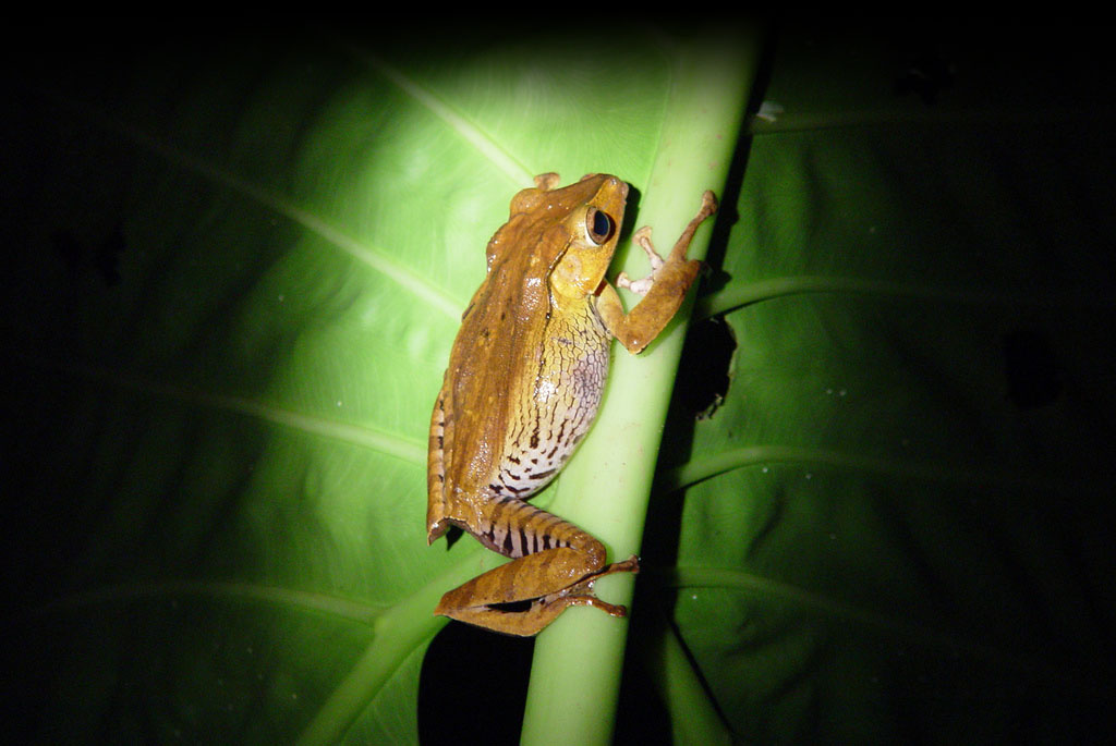 Frog